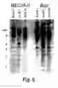 Fig. 06 - XAF genes and polypeptides: methods and reagents for modulating apoptosis