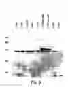 Fig. 07 - XAF genes and polypeptides: methods and reagents for modulating apoptosis