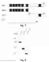 Fig. 08 - XAF genes and polypeptides: methods and reagents for modulating apoptosis