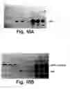 Fig. 23 - XAF genes and polypeptides: methods and reagents for modulating apoptosis