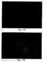 Fig. 24 - XAF genes and polypeptides: methods and reagents for modulating apoptosis