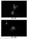 Fig. 26 - XAF genes and polypeptides: methods and reagents for modulating apoptosis