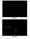 Fig. 27 - XAF genes and polypeptides: methods and reagents for modulating apoptosis