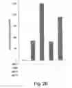 Fig. 34 - XAF genes and polypeptides: methods and reagents for modulating apoptosis