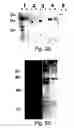 Fig. 40 - XAF genes and polypeptides: methods and reagents for modulating apoptosis