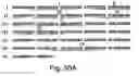 Fig. 49 - XAF genes and polypeptides: methods and reagents for modulating apoptosis