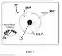 Fig. 06 - Intravascular imaging device and uses thereof