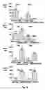 Fig. 06 - Method for muscle delivery of drugs, nucleic acids and other compounds
