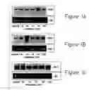 Fig. 02 - Method for inducing angiogenesis by electrical stimulation of muscles