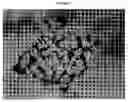 Fig. 02 - Double-type Kalanchoe interspecific hybrids