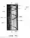 Fig. 29 - Asymmetric spring components and innersprings for one-sided mattresses