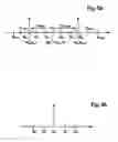 Fig. 06 - Large bandwidth optical parametric amplifier