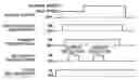 Fig. 01 - Image forming apparatus for forming images with at least two process speeds