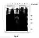 Fig. 05 - Protein kinase and phosphatase substrates and multiplex assays for identifying their activities