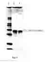 Fig. 10 - Protein kinase and phosphatase substrates and multiplex assays for identifying their activities