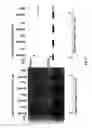Fig. 12 - Protein kinase and phosphatase substrates and multiplex assays for identifying their activities