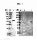Fig. 02 - Recombinant immunotoxin and use in treating tumors