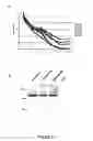Fig. 06 - Diagnostic and therapeutic means for pathologies associated with alpha 2 subunit of the na, k pump