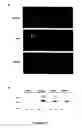 Fig. 07 - Diagnostic and therapeutic means for pathologies associated with alpha 2 subunit of the na, k pump