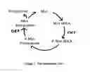 Fig. 02 - Peptide deformylase inhibitors