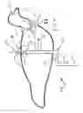 Fig. 05 - Decoy and support therefor