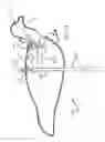 Fig. 07 - Decoy and support therefor
