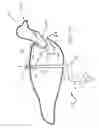Fig. 10 - Decoy and support therefor