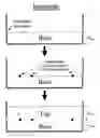 Fig. 01 - Tissue-like phantoms