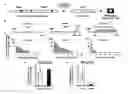 Fig. 01 - Radiation-induced cellular adaptive response