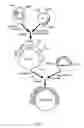 Fig. 04 - Chimeric viral vectors for gene therapy