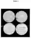 Fig. 02 - Compositions and methods for eliciting an immune response to gram-negative bacterial infections