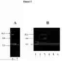 Fig. 03 - Compositions and methods for eliciting an immune response to gram-negative bacterial infections