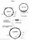 Fig. 08 - Compositions and methods for eliciting an immune response to gram-negative bacterial infections