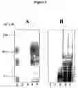 Fig. 10 - Compositions and methods for eliciting an immune response to gram-negative bacterial infections