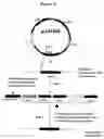 Fig. 16 - Compositions and methods for eliciting an immune response to gram-negative bacterial infections