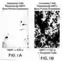 Fig. 02 - Human bone accessory cells
