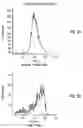 Fig. 07 - Human bone accessory cells