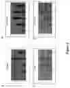 Fig. 03 - Stem cell and progenitor cell expansion