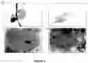 Fig. 04 - Stem cell and progenitor cell expansion