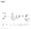 Fig. 02 - Carbohydrate determinant selection system for homologous recombination