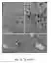 Fig. 09 - Method of screening cell death modulators