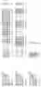 Fig. 166 - Nucleotide sequences and polypeptides encoded thereby useful for modifying plant characteristics and phenotypes