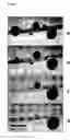 Fig. 02 - Nanoscale mass conveyors