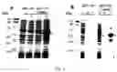 Fig. 02 - Plastidial-targeting peptide