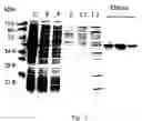 Fig. 03 - Plastidial-targeting peptide