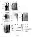 Fig. 04 - Plastidial-targeting peptide