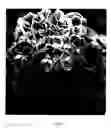 Fig. 02 - Geranium plant named 'Maiden Deep Lavender'
