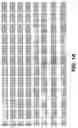 Fig. 03 - Nucleic acids of the human ABCC12 gene, vectors containing such nucleic acids and uses thereof