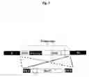 Fig. 03 - Host-vector system for antibiotic-free CoIE1 plasmid propagation
