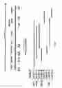 Fig. 10 - Cloning and expression of microbial phytase